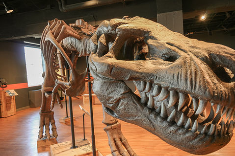 Explore Prehistoric Wonders: Dinosaurs in Artistic Focus